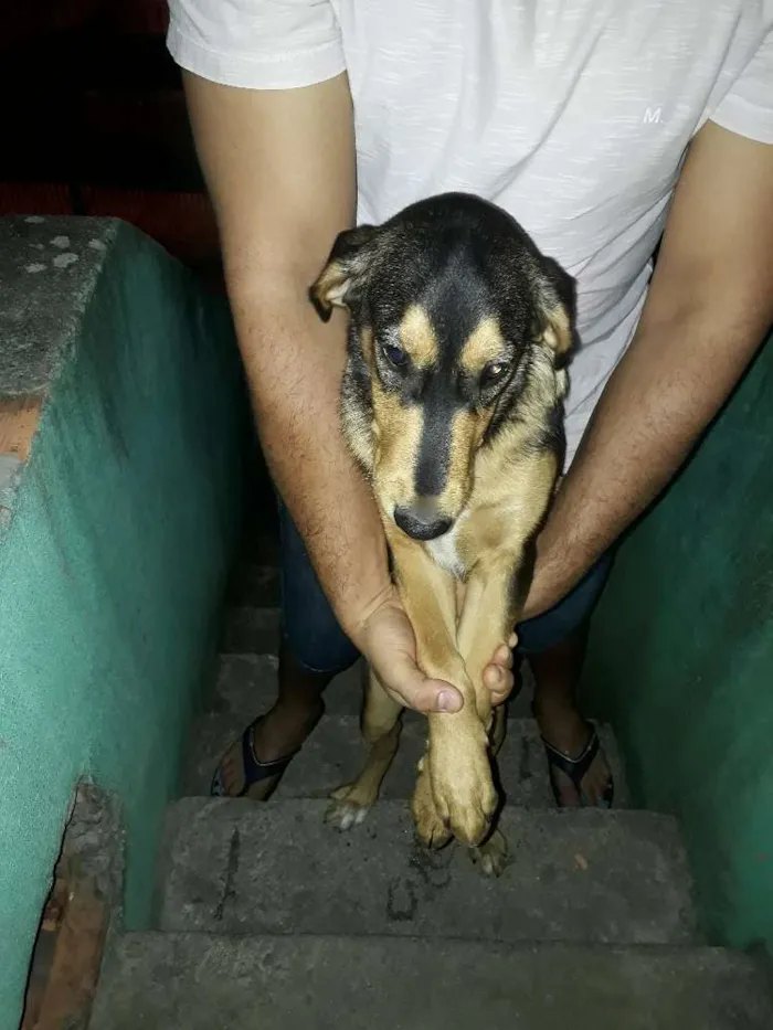 Cachorro ra a Labrador com coller  idade 7 a 11 meses nome Thor
