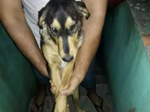 Cachorro raça Labrador com coller  idade 7 a 11 meses nome Thor