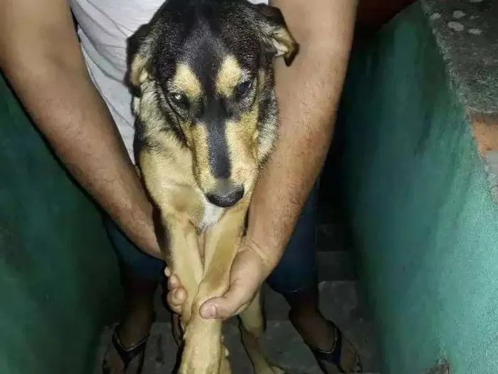 Cachorro ra a Labrador com coller  idade 7 a 11 meses nome Thor