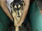 Cachorro raça Labrador com coller  idade 7 a 11 meses nome Thor