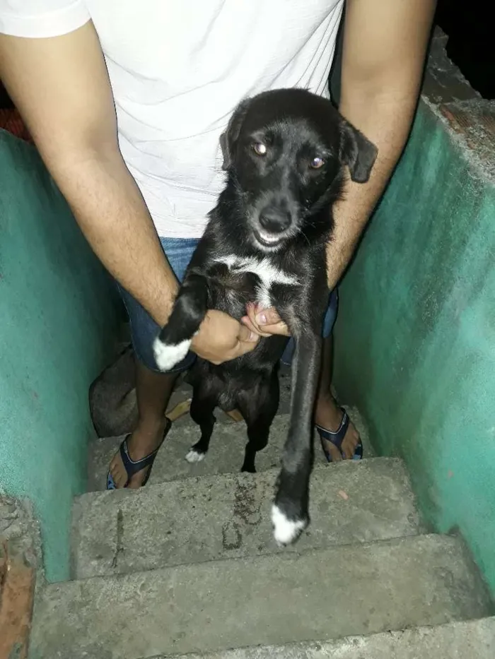 Cachorro ra a SRD idade 1 ano nome Teddy
