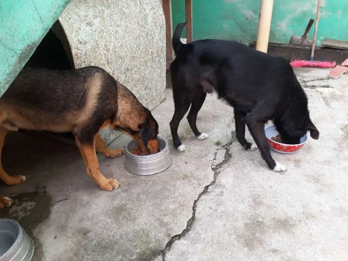 Cachorro ra a Labrador com coller  idade 7 a 11 meses nome Thor