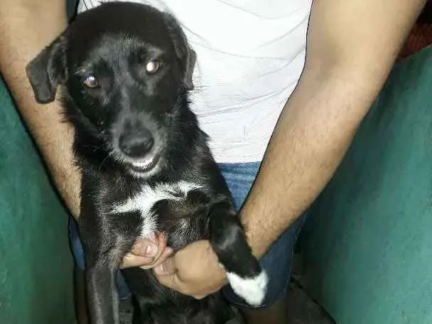 Cachorro ra a SRD idade 1 ano nome Teddy