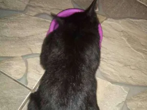 Gato raça Siamês com vira-lata idade 2 a 6 meses nome Neguinho