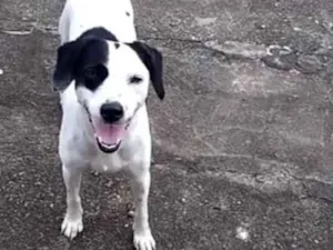 Cachorro raça Srd idade 3 anos nome Piratinha 