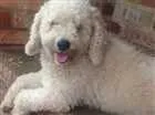 Cachorro raça Poodle idade 6 ou mais anos nome Dolly