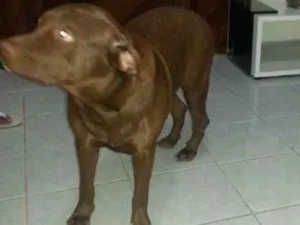 Cachorro raça Pit-Bull idade 2 anos nome Bonny