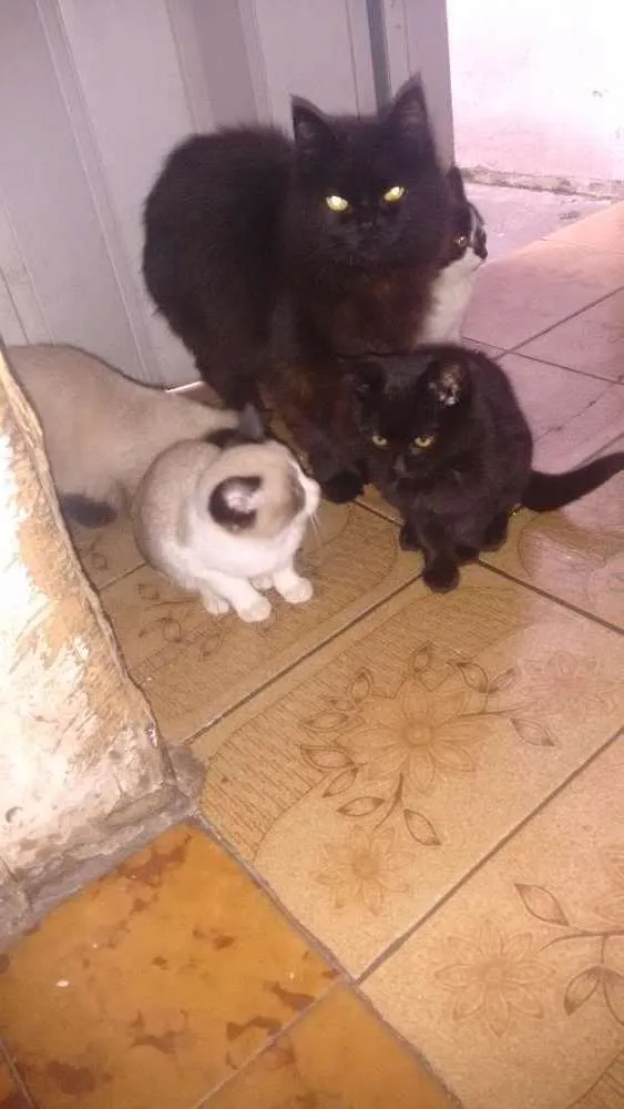 Gato ra a Misturado idade 2 a 6 meses nome Não tem ainda