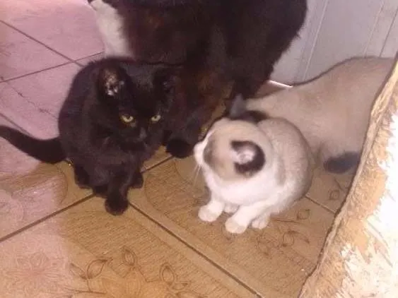 Gato ra a Misturado idade 2 a 6 meses nome Não tem ainda