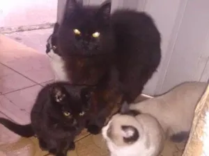 Gato raça Misturado idade 2 a 6 meses nome Não tem ainda