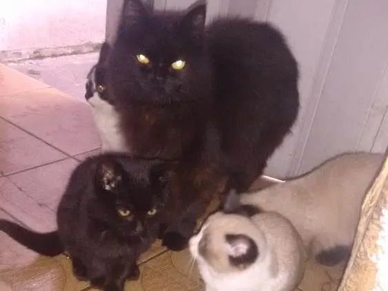 Gato ra a Misturado idade 2 a 6 meses nome Não tem ainda