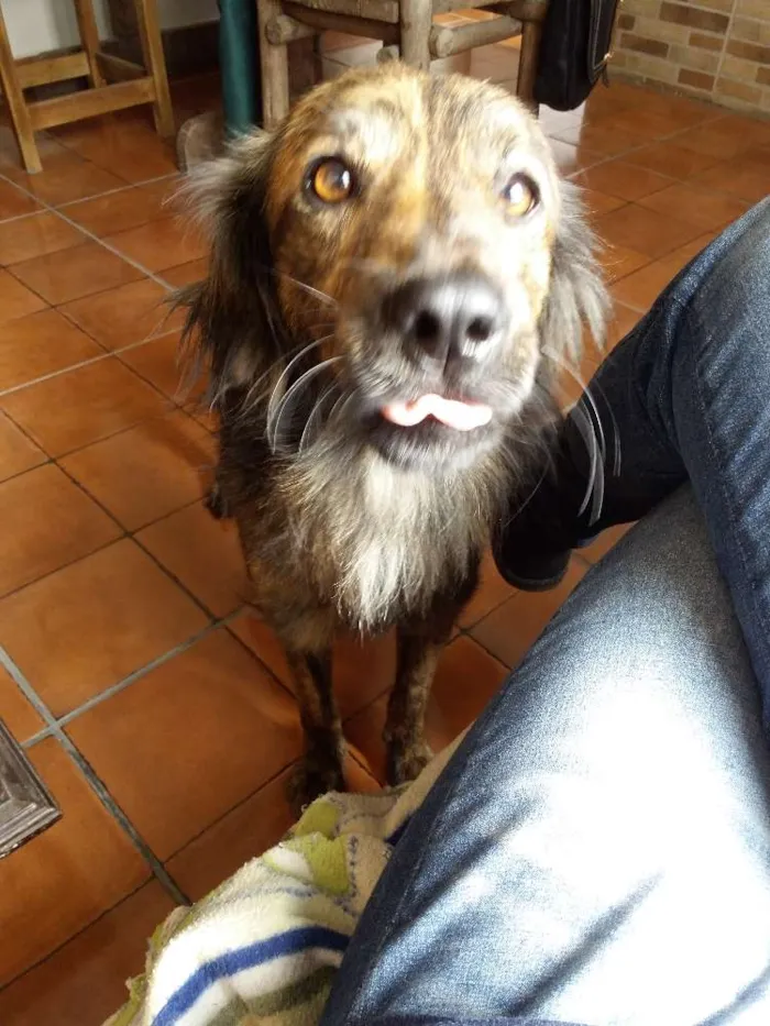 Cachorro ra a Sem raça idade 2 anos nome Apolo