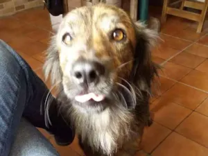 Cachorro raça Sem raça idade 2 anos nome Apolo