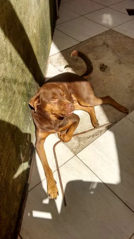 Cachorro ra a Hotweiler com vira lata idade 3 anos nome Spaik