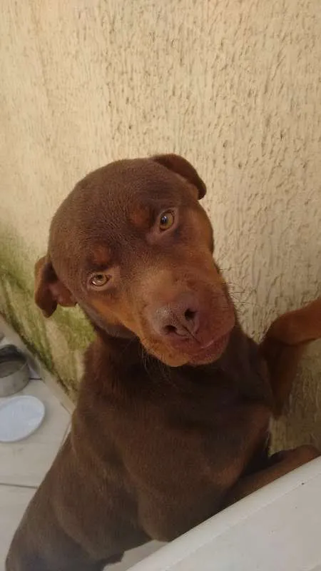 Cachorro ra a Hotweiler com vira lata idade 3 anos nome Spaik