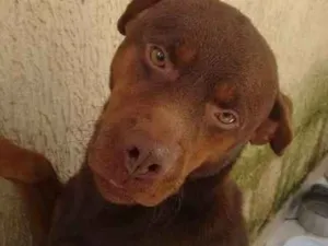 Cachorro raça Hotweiler com vira lata idade 3 anos nome Spaik