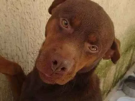 Cachorro ra a Hotweiler com vira lata idade 3 anos nome Spaik
