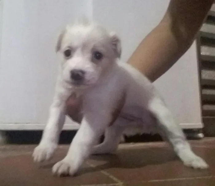Cachorro raça pinscher misturado idade Abaixo de 2 meses nome filhotes de pinscher