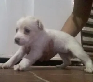Cachorro raça pinscher misturado idade Abaixo de 2 meses nome filhotes de pinscher