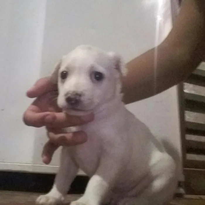 Cachorro raça pinscher misturado idade Abaixo de 2 meses nome filhotes de pinscher