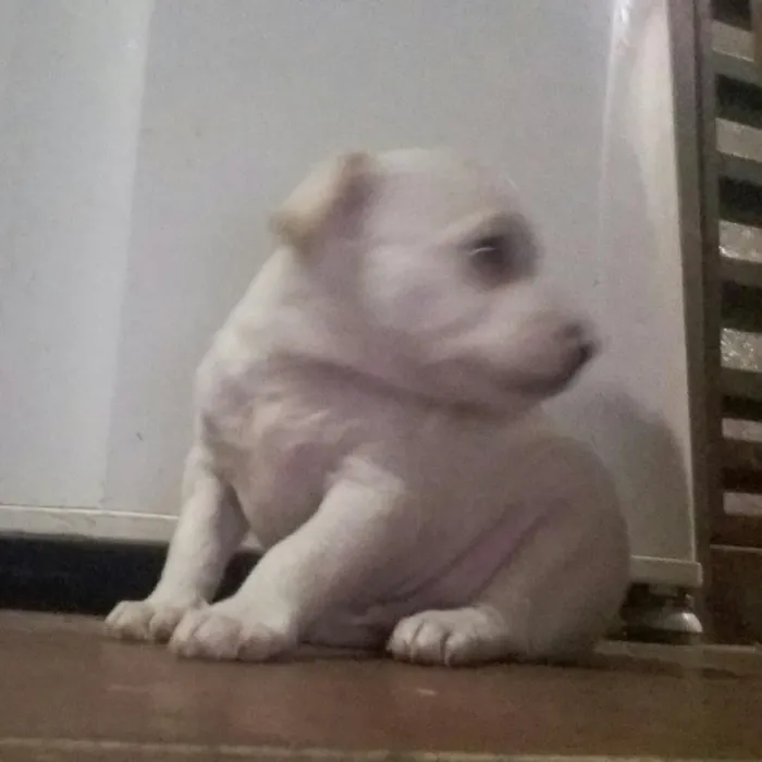 Cachorro raça pinscher misturado idade Abaixo de 2 meses nome filhotes de pinscher