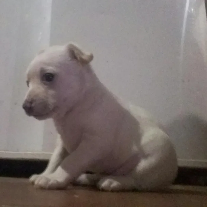 Cachorro raça pinscher misturado idade Abaixo de 2 meses nome filhotes de pinscher