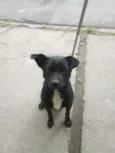 negão 