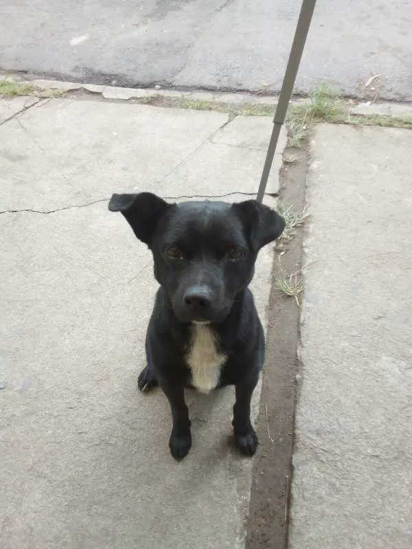 Cachorro ra a SRD idade 1 ano nome negão 