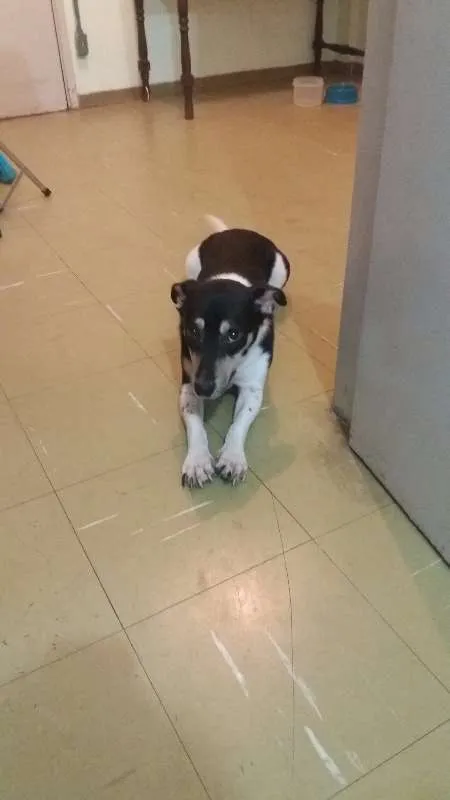 Cachorro raça Vira-lata idade 2 anos nome Chaves