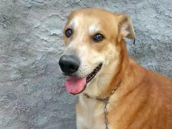 Cachorro ra a mistiço idade 3 anos nome samsão