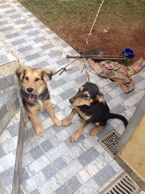 Cachorro ra a Mestiço idade 2 a 6 meses nome KALEU