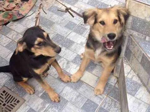 Cachorro ra a Mestiço idade 2 a 6 meses nome KALEU