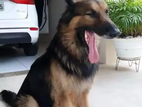 Cachorro raça Pastor Alemão  idade 6 ou mais anos nome Guff
