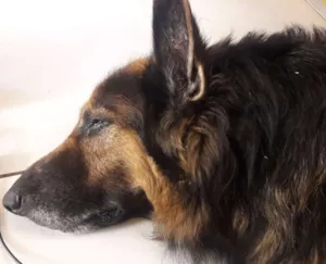 Cachorro raça Pastor Alemão  idade 6 ou mais anos nome Guff