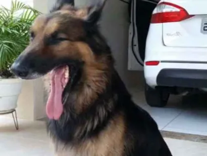Cachorro raça Pastor Alemão  idade 6 ou mais anos nome Guff