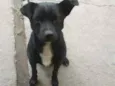 negão 