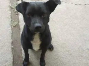 Cachorro raça SRD idade 1 ano nome negão 