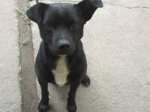 Cachorro ra a SRD idade 1 ano nome negão 