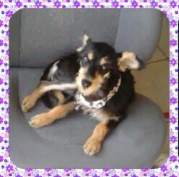 Cachorro ra a Pinscher idade 7 a 11 meses nome Luna
