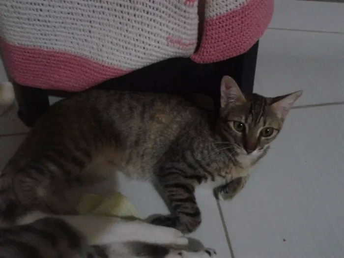 Gato raça  idade 1 ano nome Monica