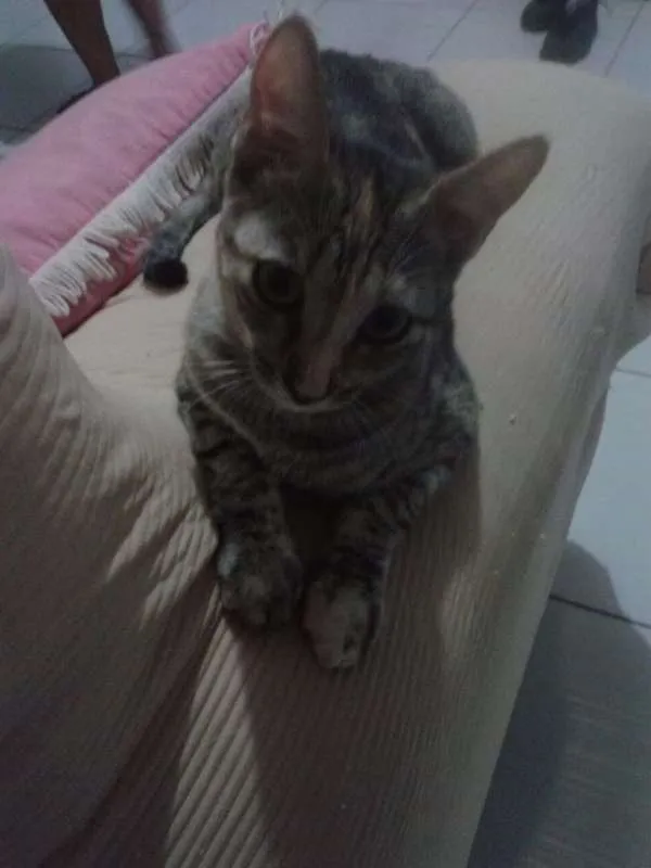 Gato raça  idade 1 ano nome Olivia