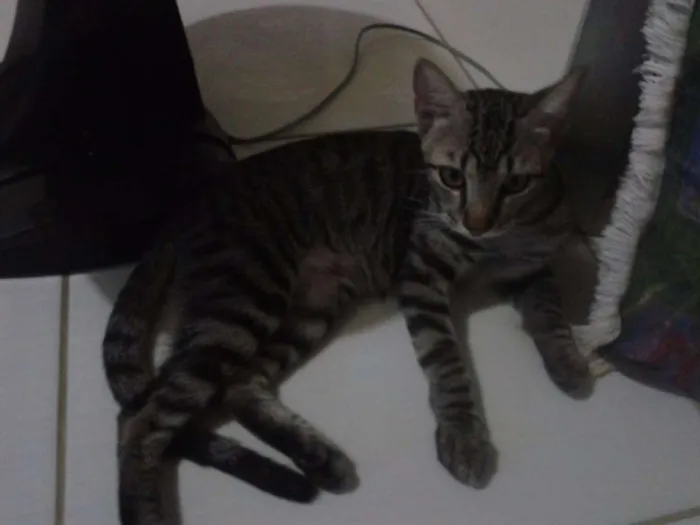 Gato raça  idade 1 ano nome Murilo