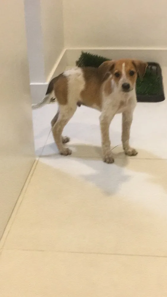 Cachorro ra a Srd idade 2 a 6 meses nome Mandela