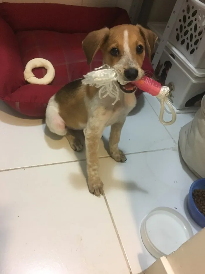 Cachorro ra a Srd idade 2 a 6 meses nome Mandela