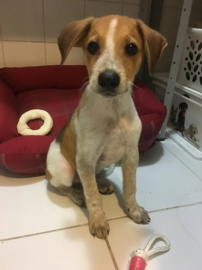Cachorro ra a Srd idade 2 a 6 meses nome Mandela