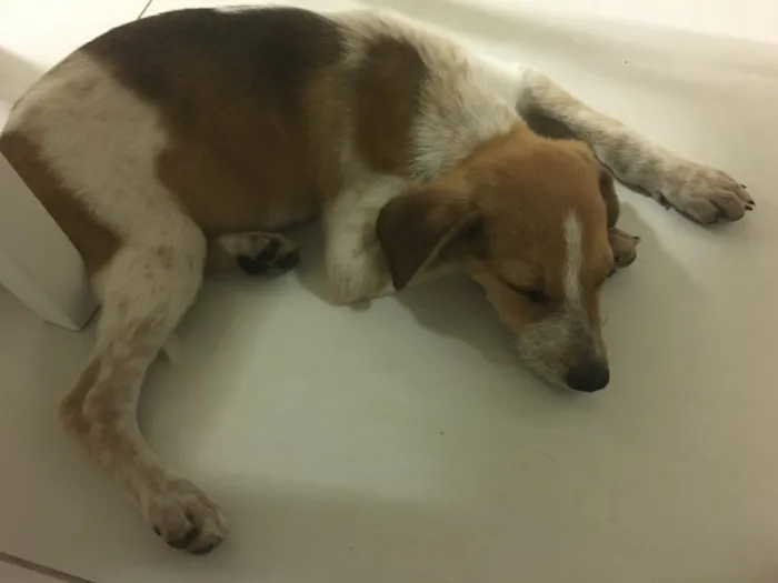 Cachorro ra a Srd idade 2 a 6 meses nome Mandela