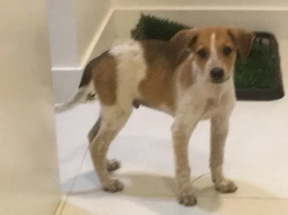 Cachorro ra a Srd idade 2 a 6 meses nome Mandela