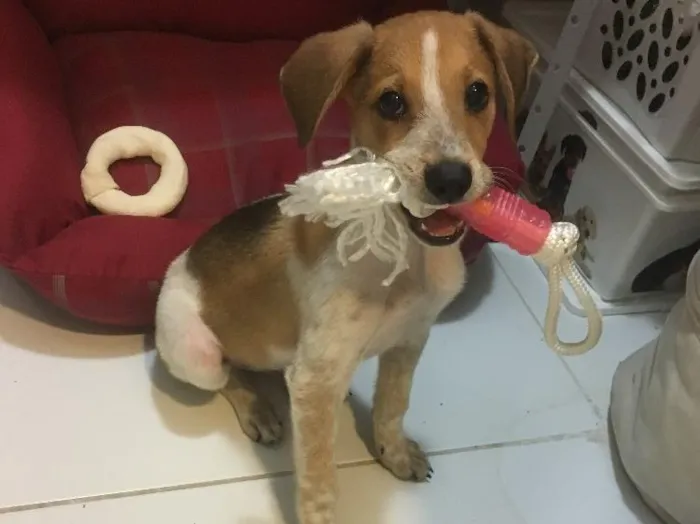 Cachorro ra a Srd idade 2 a 6 meses nome Mandela