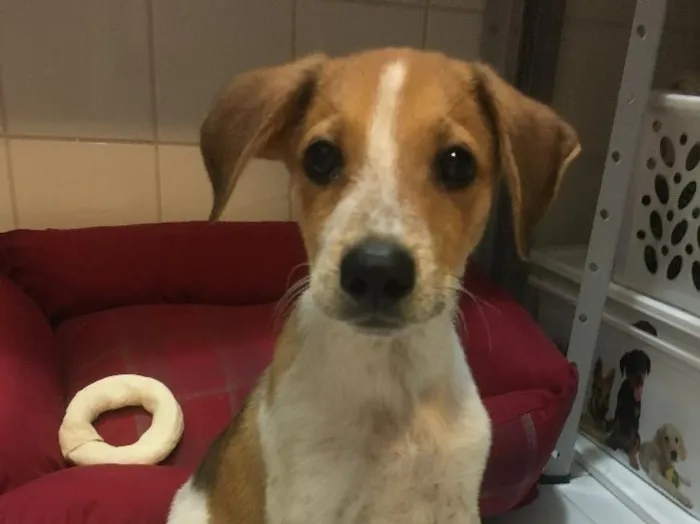 Cachorro ra a Srd idade 2 a 6 meses nome Mandela