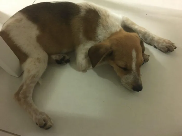 Cachorro ra a Srd idade 2 a 6 meses nome Mandela